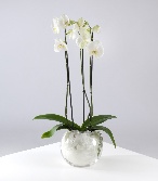 Orchid Planter